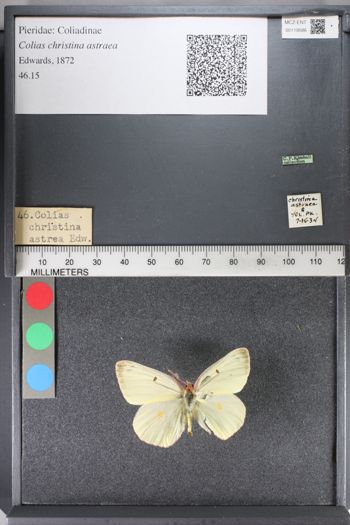 Media type: image;   Entomology 119586